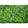 Bolzz Zeleni zid 3D Nature 50x50 cm - slika 2