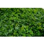 Bolzz Zeleni zid 3D Tara 2 100x100 cm - slika 2