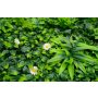 Bolzz Zeleni zid 3D Tara 3 100x100 cm - slika 2