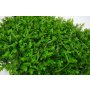 Bolzz Zeleni zid 3D Wild 40x60 cm - slika 2