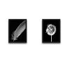 WALLXPERT Dekorativna slika u okviru (2 komada) Dandelion Feather Set - slika 2