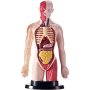 Milla Toys Lutka Ljudski torzo 95/35006 - slika 2