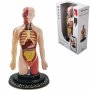 Milla Toys Lutka Ljudski torzo 95/35006 - slika 1