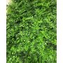 Bolzz ZELENI ZID 3D PARK 40X60 CM - slika 1