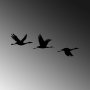 WALLXPERT Zidna dekoracija Migrant Birds 302 - slika 5