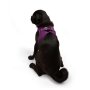 Paws & Whiskers Am za pse Air Mesh Purple XS - slika 5